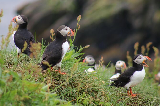 Two-In-One: Whale & Puffin Watching Tours from Reykjavik - Key things to know before you go