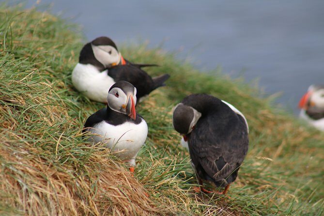 Two-In-One: Whale & Puffin Watching Tours from Reykjavik - Old Harbour break between cruises: turn downtime into a mini Reykjavik meal plan