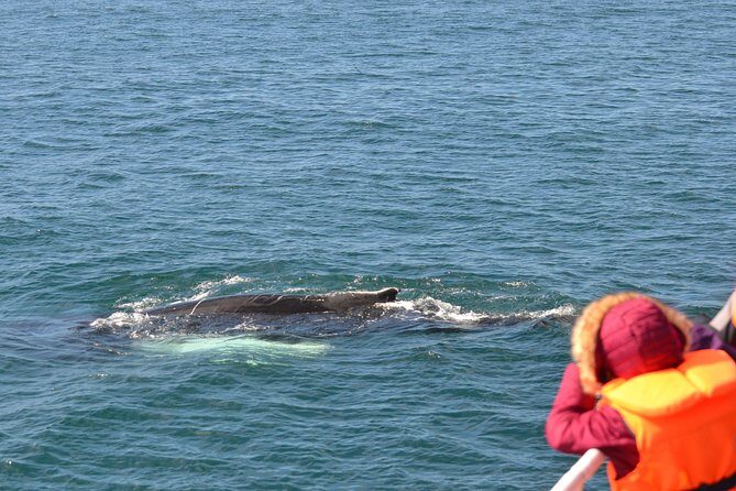 Two-In-One: Whale & Puffin Watching Tours from Reykjavik - Faxaflói Bay whale watching: what you’re really searching for