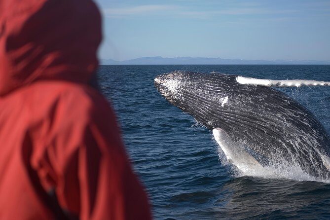 Two-In-One: Whale & Puffin Watching Tours from Reykjavik - Comfort and gear on Iceland water: heated windows, protective clothing, and staying upright