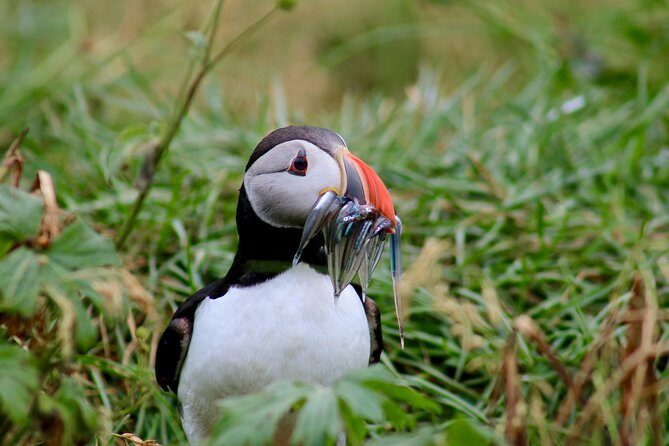 Two-In-One: Whale & Puffin Watching Tours from Reykjavik - Wildlife guides, WiFi, and the onboard stories you’ll actually remember