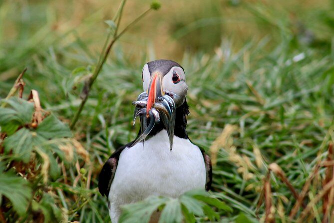 Two-In-One: Whale & Puffin Watching Tours from Reykjavik - Lundey Puffin Watching: how to spot fast birds from the smaller boat