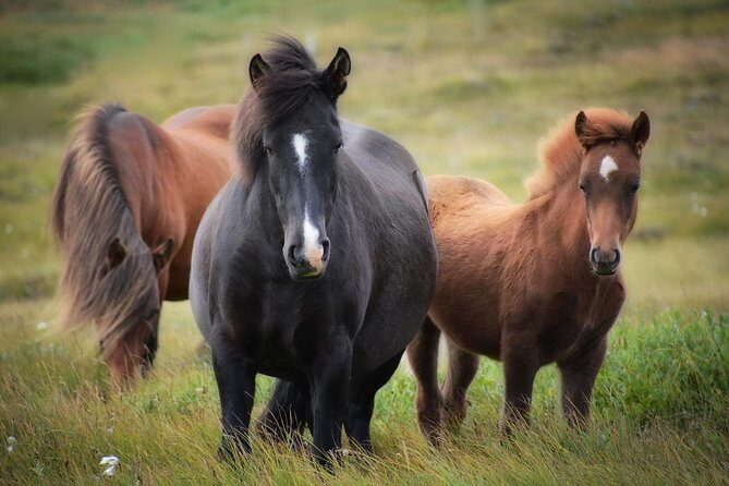 Viking Horse Riding and Golden Circle Tour from Reykjavik - Strokkur: The Regular Eruption Moment You Don’t Want to Miss