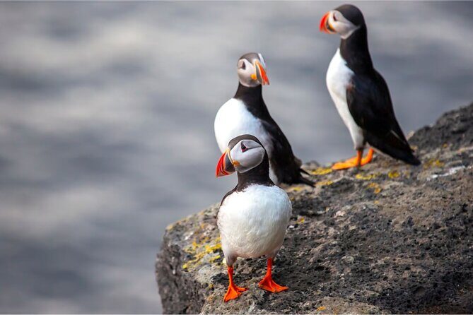 Westman Islands, Volcanoes and Puffins Small Group Tour - Hiking Mt. Eldfell Volcano: the workout part of the story