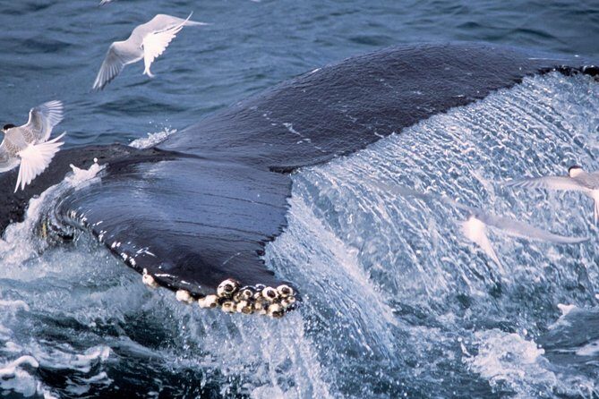 Whale Watching and Golden Circle Tour from Reykjavik - Geysir hot springs and Strokkur: steam, bubbles, and close-up heat