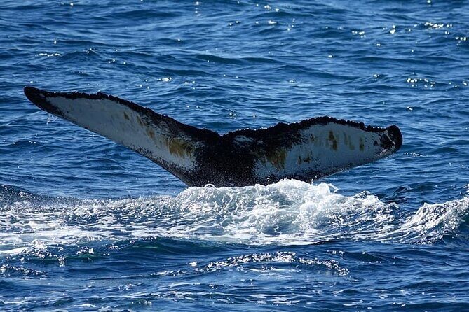 Whale Watching and Marine Life Tour in Reykjavik - The Boat Ride Reality: Timing, Crowds, and How to Stay Comfortable