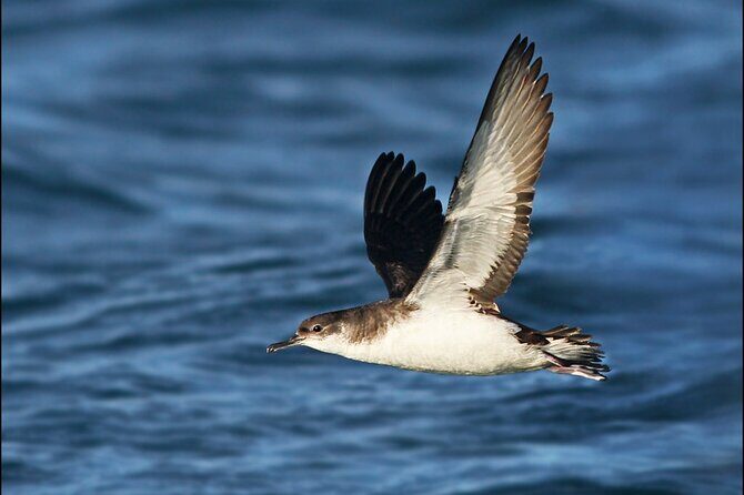 Whale Watching and Marine Life Tour in Reykjavik - Price and Logistics: Is $98 a Good Deal?