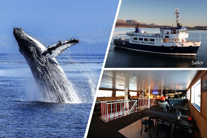Whale Watching and Marine Life Tour in Reykjavik - Who This Tour Suits Best (and Who Might Want Something Else)