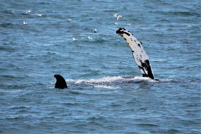 Whale Watching and Northern Lights Half-Day Combo Tour - Key highlights at a glance