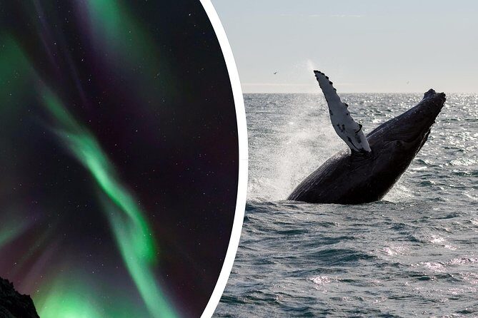 Whale Watching and Northern Lights Half-Day Combo Tour - Northern Lights: when the guide calls activity, your eyes get better fast