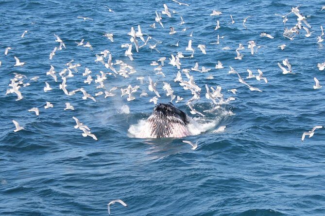 Whale Watching and Northern Lights Half-Day Combo Tour - Price and value: what you’re really paying for at $176