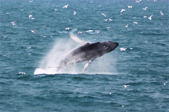 Whale Watching and Northern Lights Half-Day Combo Tour - Group size and what that means for your viewing experience