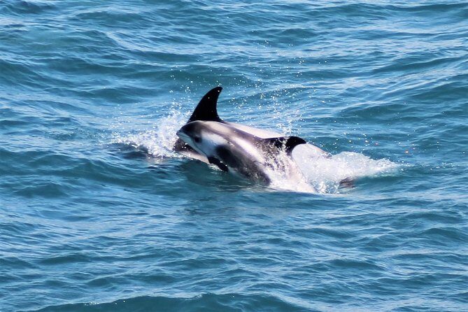 Whale Watching and Northern Lights Half-Day Combo Tour - Who should book this combo (and who might prefer something else)