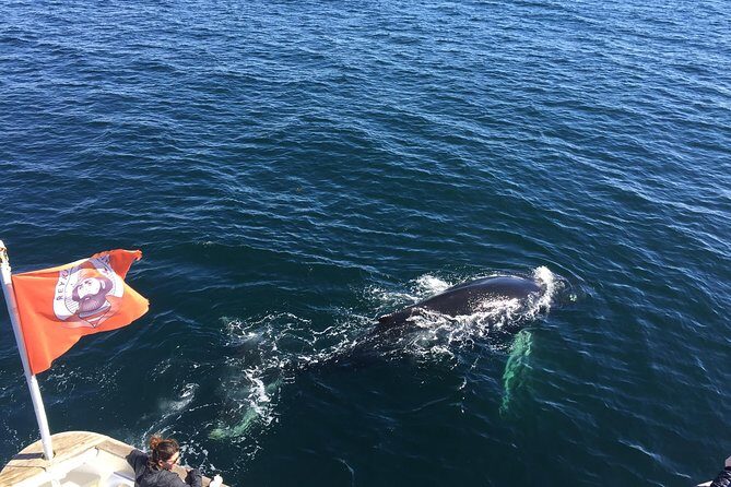 Whale Watching and Northern Lights Half-Day Combo Tour - The break on shore: give yourself a reset before the aurora chase