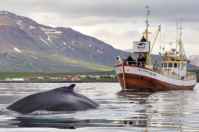 Whale Watching and Sea Angling Tour - Quick hits before you go
