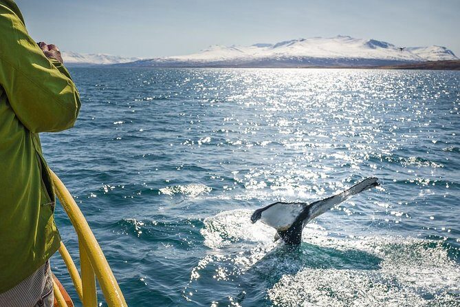 Whale Watching and Sea Angling Tour - Why Hauganes and Eyjafjörður fjord work so well for whale watching