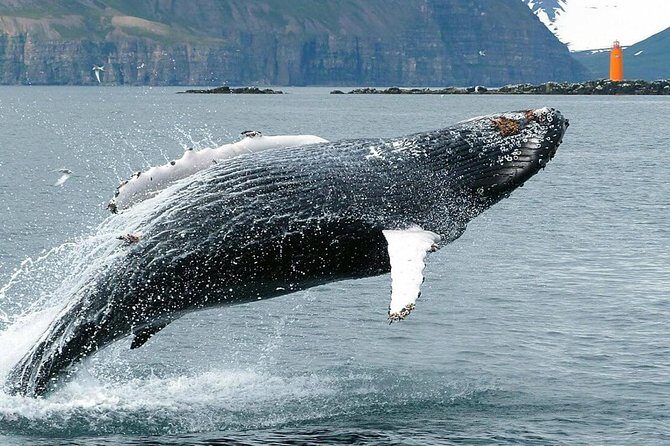 Whale Watching and Sea Angling Tour - What’s included to keep you warm and viewing-ready