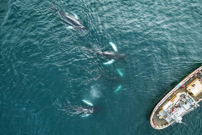 Whale Watching and Sea Angling Tour - Boat comfort and group size: easier than you might expect