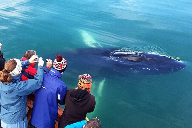 Whale Watching and Sea Angling Tour - Price and value: is $100 worth it for Akureyri whale watching?
