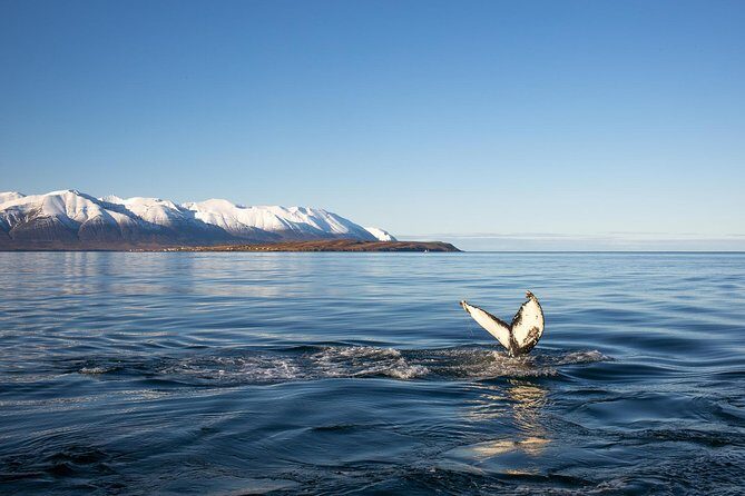 Whale Watching and Sea Angling Tour - Whale sightings: what you’re looking for and how the crew helps