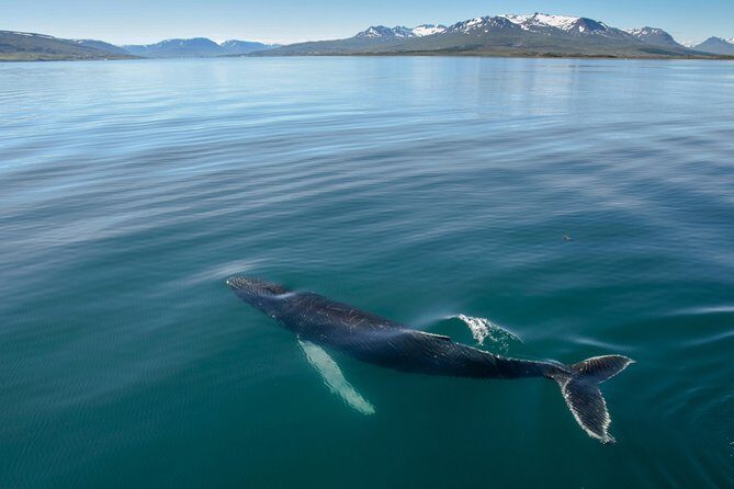 Whale Watching from the Heart of Akureyri - Key Reasons This Akureyri Whale Watch Has Strong Appeal