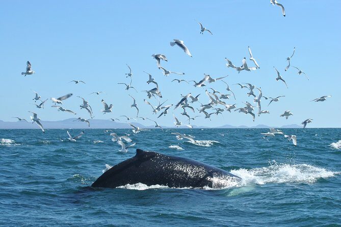 Whale Watching from the Heart of Akureyri - From Oddeyrarbót 2 to the Water: How the Trip Starts in Akureyri