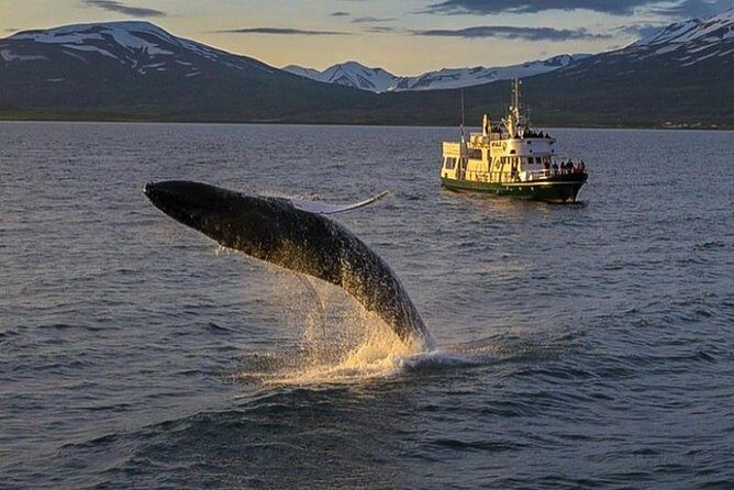 Whale Watching from the Heart of Akureyri - Eyjafjörður Fjord Chances: What You Can Expect to See