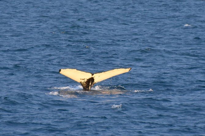 Whale Watching from the Heart of Akureyri - The Half-Day Timing: Why the 3 Hours Can Feel Just Right