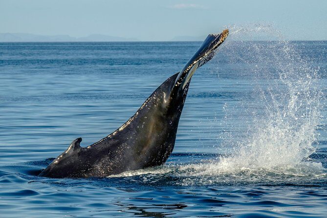 Whale Watching from the Heart of Akureyri - What Makes the Crew’s Role Worth Paying For