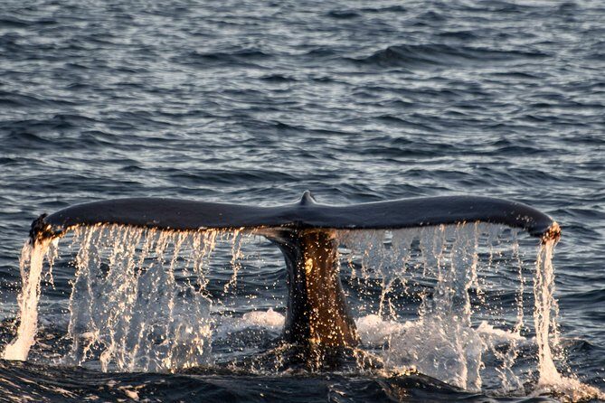 Whale Watching from the Heart of Akureyri - Price and Value: When $112.05 Is a Smart Use of Your Day