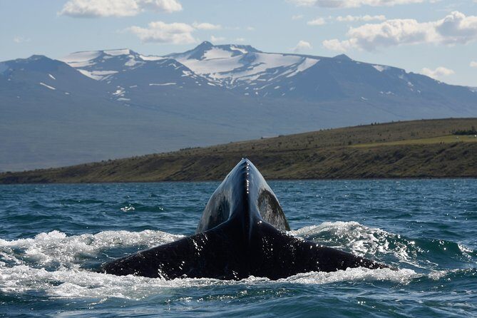 Whale Watching from the Heart of Akureyri - Who Should Book This Akureyri Whale Watching Tour