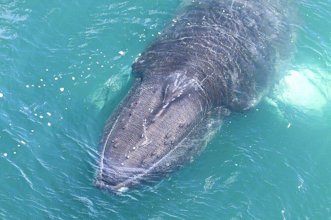 Whale Watching from the Heart of Akureyri - Should You Book Whale Watching from the Heart of Akureyri?