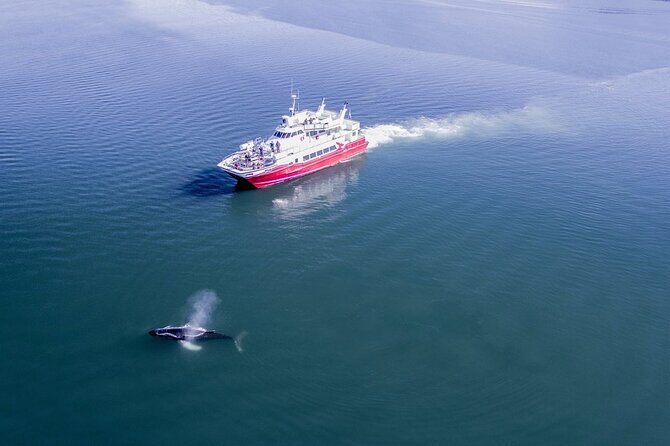 Whale Watching from the Heart of Akureyri - Heated Cabin, Warm Overalls, and Deck Time That Actually Works