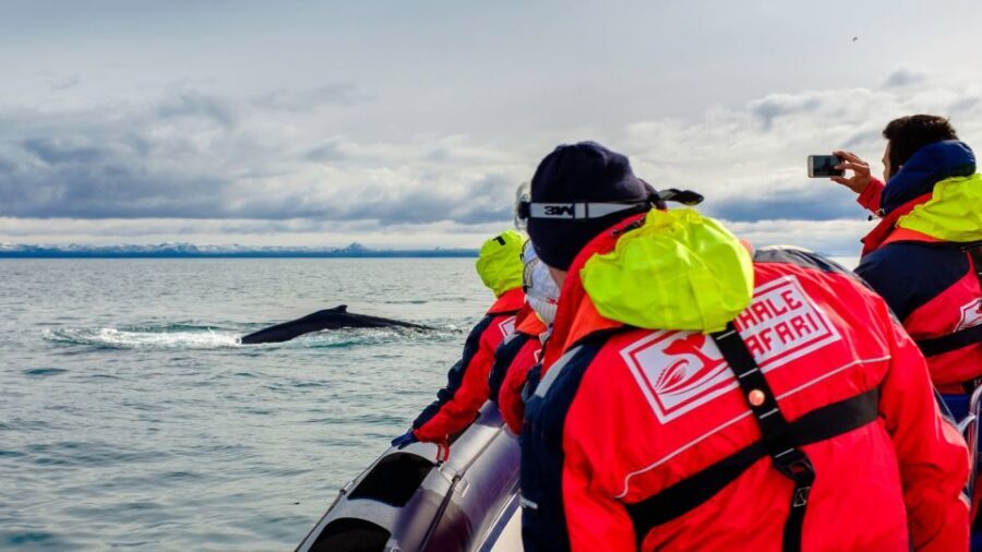 Whale Watching in Reykjavik by Speedboat - Key Points to Know Before You Go