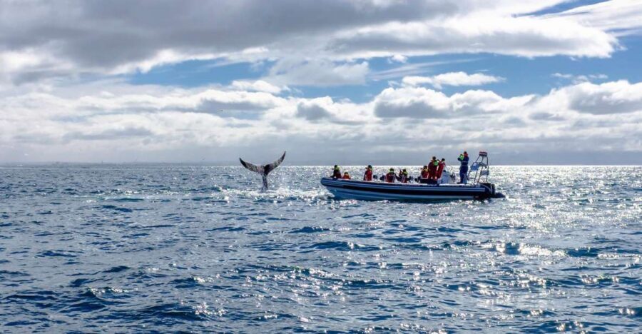 Whale Watching in Reykjavik by Speedboat - Should You Book Speedboat Whale Watching in Reykjavik?