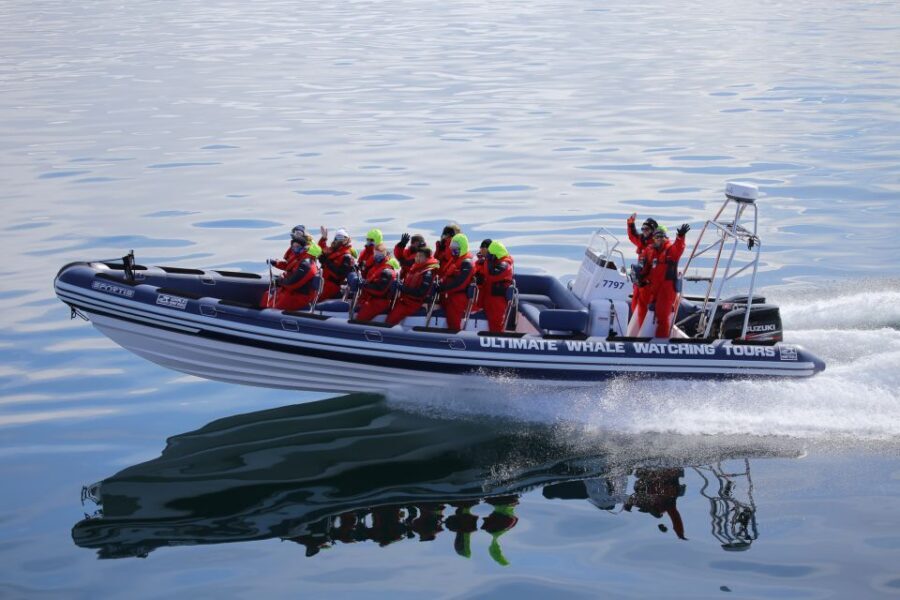 Whale Watching in Reykjavik by Speedboat - Wildlife Searching Near Old Harbour Islands