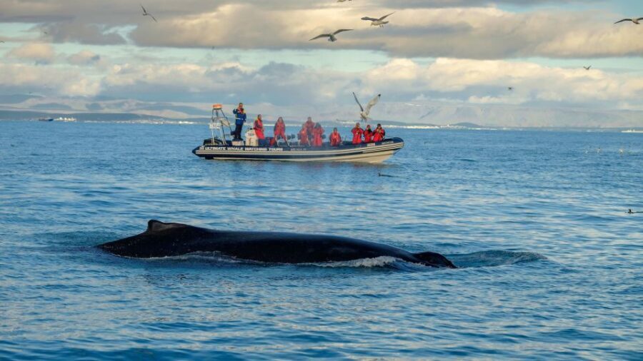 Whale Watching in Reykjavik by Speedboat - Puffins in the May to August Window