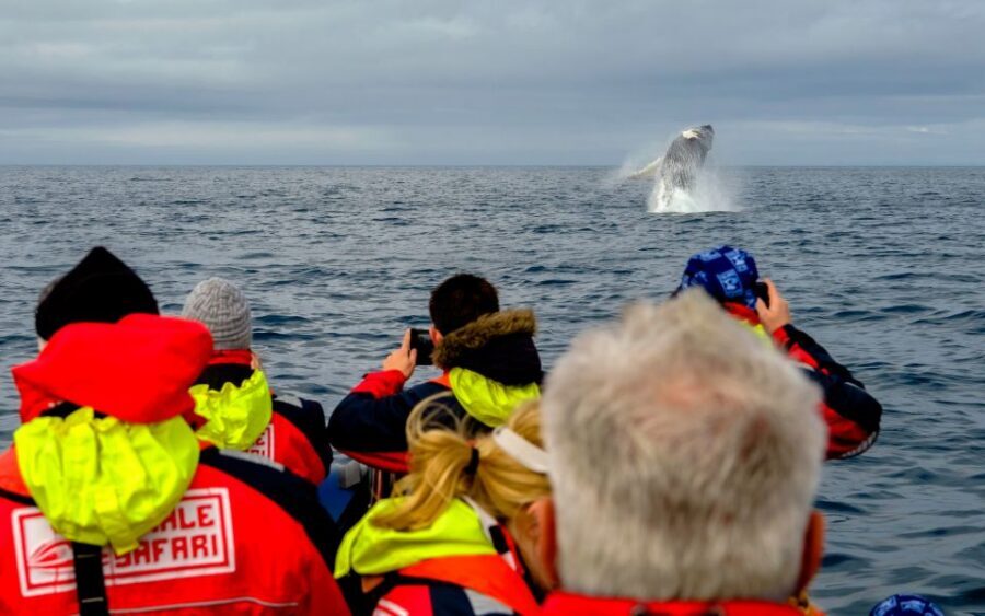 Whale Watching in Reykjavik by Speedboat - Sun Voyager and Harpa Concert Hall: Shoreline Stops That Feel Worth It