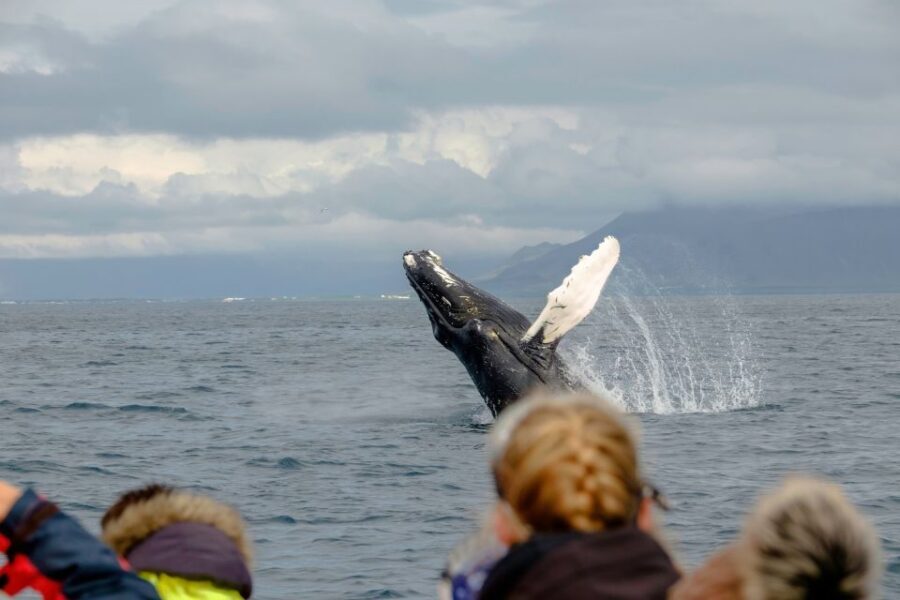 Whale Watching in Reykjavik by Speedboat - Price and Value: Is $200 Reasonable?