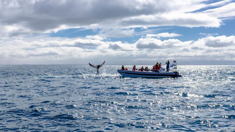 Whale Watching in Reykjavik by Speedboat - Who This Tour Fits Best (And Who Should Skip It)