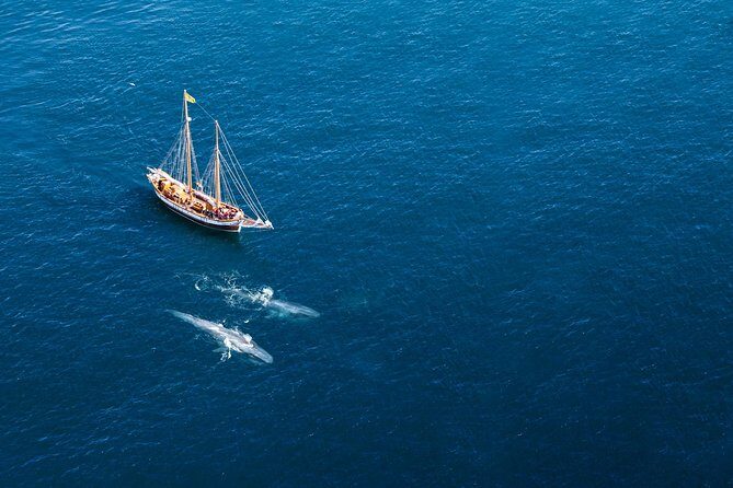 Whale Watching on a Traditional Oak Sailing Ship from Husavik - Getting There Smoothly: North Sailing Check-In by the Church