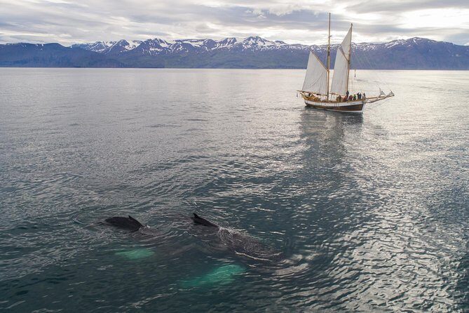 Whale Watching on a Traditional Oak Sailing Ship from Husavik - Helping Sail: How Crew Participation Makes Whale Spotting Click
