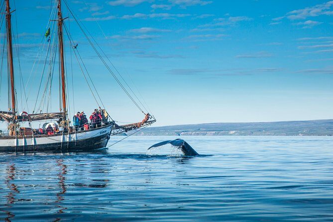 Whale Watching on a Traditional Oak Sailing Ship from Husavik - Staying Warm: Suits, Wind, and the Real Cold-Weather Strategy