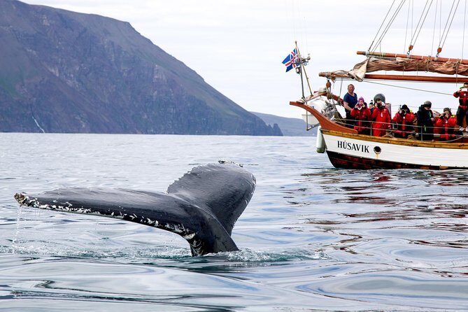 Whale Watching on a Traditional Oak Sailing Ship from Husavik - What You Might See: From Humpbacks to Quiet Days