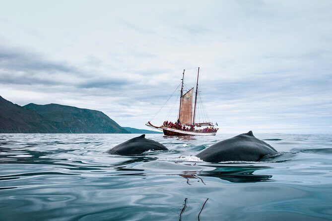 Whale Watching on a Traditional Oak Sailing Ship from Husavik - Price and Value: What US$106 Is Really Buying