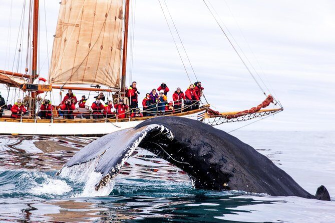 Whale Watching on a Traditional Oak Sailing Ship from Husavik - Boarding the Haukur, Opal, or Hildur: What You Should Expect On Deck