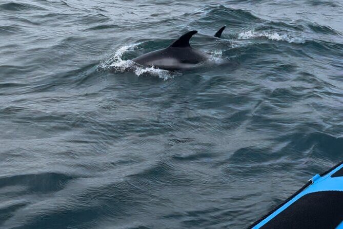 Whale Watching - RIB Boat Adventure in Kopavogur, Iceland - Price and value: is $202.38 worth it?
