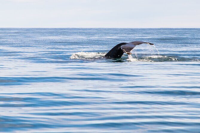 Whale Watching Tour from Akureyri City Central - Guide Experience in Plain English: What You Learn While You Look