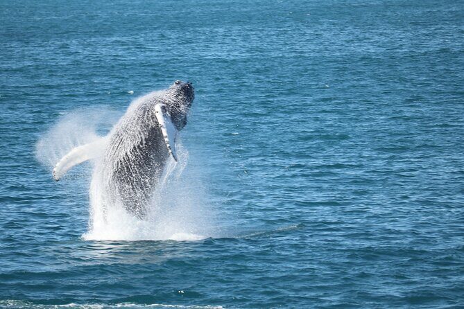 Whale Wonders Morning Expedition from Reykjavík - Faxafloi Bay Morning Run: What This 9:00 Departure Really Is