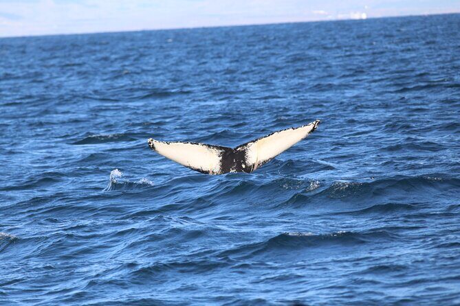Whale Wonders Morning Expedition from Reykjavík - On-Water Viewing: How to Improve Your Odds (Even When Whales Decide Otherwise)